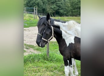 Koń trakeński, Ogier, Źrebak (05/2023), Srokata