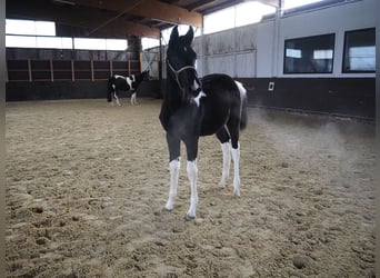 Koń trakeński, Ogier, Źrebak (05/2023), Srokata