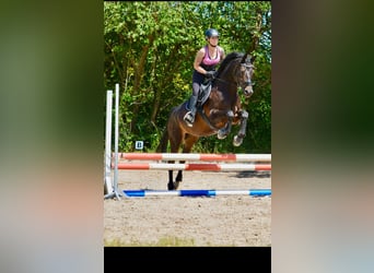 Koń trakeński, Wałach, 10 lat, 160 cm, Ciemnogniada