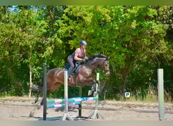 Koń trakeński, Wałach, 10 lat, 160 cm, Ciemnogniada