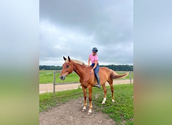 Koń trakeński Mix, Wałach, 11 lat, 167 cm, Ciemnokasztanowata