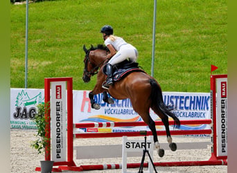 Koń trakeński, Wałach, 19 lat, 170 cm, Jasnogniada