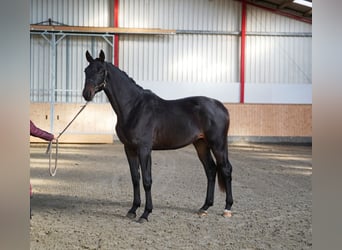 Koń trakeński, Wałach, 2 lat, 168 cm, Skarogniada