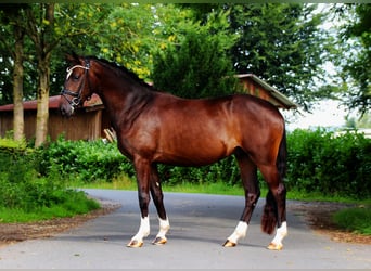 Koń trakeński, Wałach, 3 lat, 157 cm
