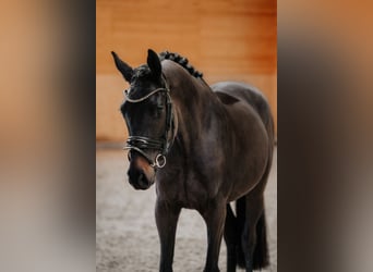 Koń trakeński, Wałach, 3 lat, 166 cm, Skarogniada