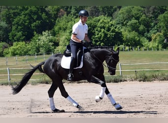 Koń trakeński, Wałach, 3 lat, 167 cm, Kara