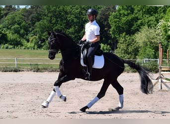 Koń trakeński, Wałach, 3 lat, 167 cm, Kara