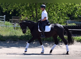 Koń trakeński, Wałach, 3 lat, 167 cm, Kara