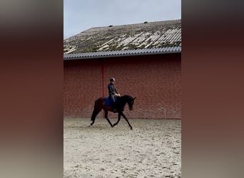 Koń trakeński, Wałach, 3 lat, 170 cm, Gniada