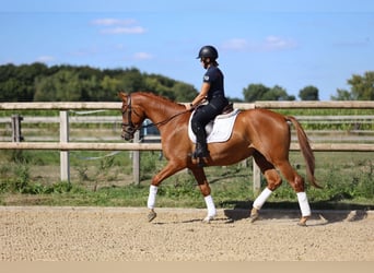 Koń trakeński, Wałach, 3 lat, 170 cm, Kasztanowata