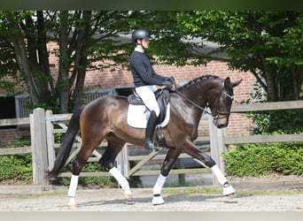 Koń trakeński, Wałach, 3 lat, 172 cm, Ciemnogniada