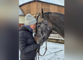 Koń trakeński, Wałach, 4 lat, 163 cm, Siwa