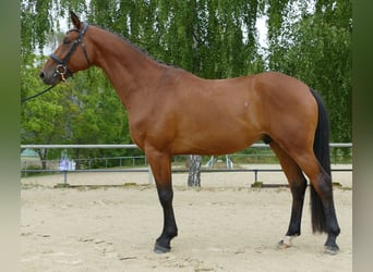 Koń trakeński, Wałach, 4 lat, 164 cm, Gniada