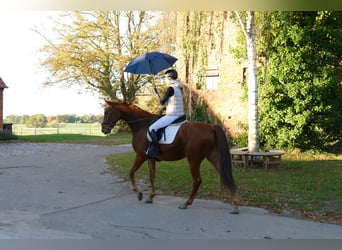 Koń trakeński, Wałach, 4 lat, 168 cm, Kasztanowata