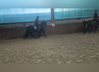 Koń trakeński, Wałach, 5 lat, 162 cm, Ciemnogniada