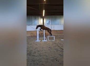 Koń trakeński, Wałach, 5 lat, 170 cm, Gniada