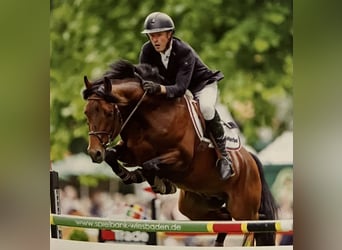 Koń trakeński, Wałach, 6 lat, 165 cm, Ciemnogniada