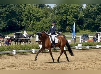 Koń trakeński, Wałach, 6 lat, 175 cm, Gniada