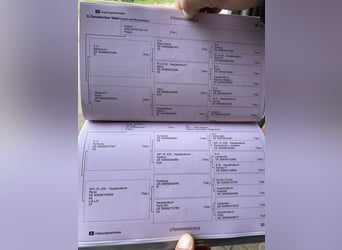 Koń trakeński, Wałach, 7 lat, 160 cm, Kara