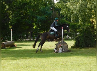 Koń trakeński, Wałach, 8 lat, 164 cm, Ciemnogniada