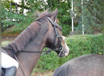 Koń trakeński, Wałach, 8 lat, 164 cm, Ciemnogniada