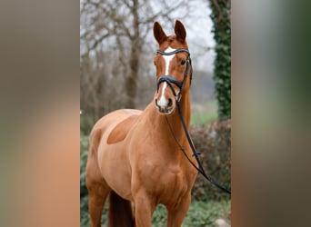 Koń trakeński, Wałach, 8 lat, 168 cm, Kasztanowata