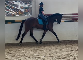 Koń trakeński, Wałach, 9 lat, 168 cm, Gniada