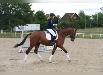 Koń trakeński, Wałach, 9 lat, 169 cm, Gniada