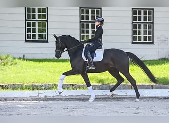 Koń trakeński, Wałach, 9 lat, 175 cm, Kara