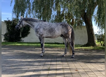 Koń trakeński, Wałach, 10 lat, 166 cm, Siwa