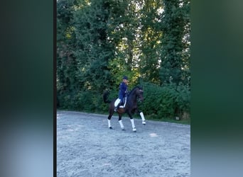 Koń trakeński, Wałach, 11 lat, 163 cm, Ciemnogniada