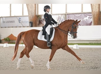 Koń trakeński, Wałach, 11 lat, 168 cm, Ciemnokasztanowata
