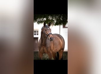 Koń trakeński, Wałach, 11 lat, 171 cm, Gniada
