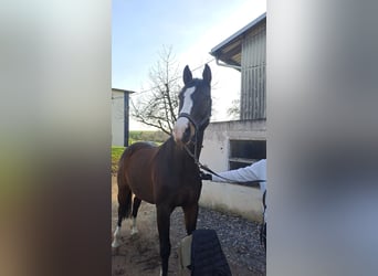 Koń trakeński, Wałach, 12 lat, 168 cm, Gniada