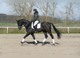 Koń trakeński, Wałach, 12 lat, 171 cm, Kara