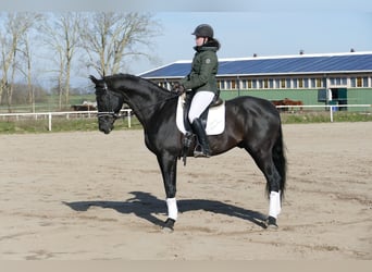 Koń trakeński, Wałach, 12 lat, 171 cm, Kara