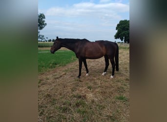 Koń trakeński, Wałach, 15 lat, 162 cm, Ciemnogniada