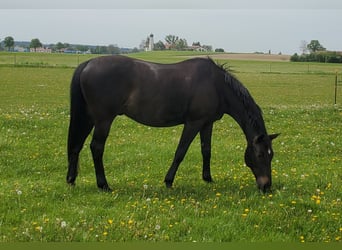 Koń trakeński, Wałach, 17 lat, 166 cm, Gniada