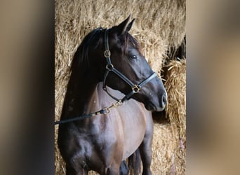 Koń trakeński, Wałach, 2 lat, 165 cm, Ciemnogniada