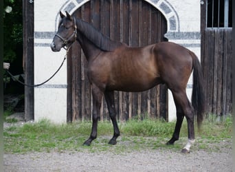 Koń trakeński, Wałach, 2 lat, 165 cm, Ciemnogniada