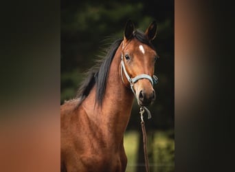 Koń trakeński, Wałach, 2 lat, 165 cm, Gniada