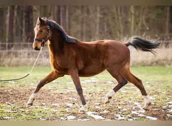 Koń trakeński, Wałach, 2 lat, 165 cm, Gniada