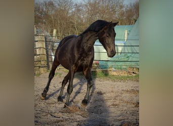 Koń trakeński, Wałach, 2 lat, 165 cm, Skarogniada