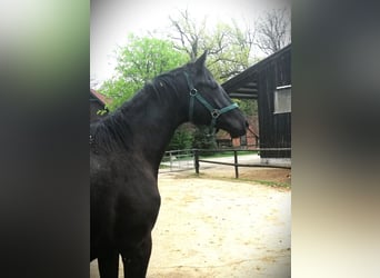 Koń trakeński, Wałach, 2 lat, 168 cm, Kara