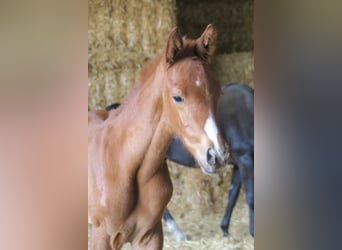 Koń trakeński, Wałach, 2 lat, 168 cm, Kasztanowata