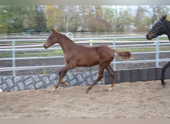 Koń trakeński, Wałach, 2 lat, 170 cm, Ciemnokasztanowata