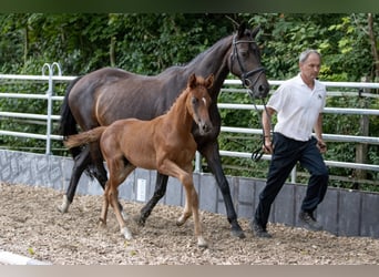 Koń trakeński, Wałach, 2 lat, 170 cm, Ciemnokasztanowata