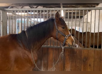 Koń trakeński, Wałach, 2 lat, 172 cm, Ciemnogniada