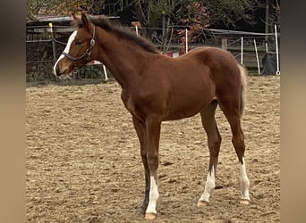 Koń trakeński, Wałach, 2 lat, 172 cm, Ciemnogniada