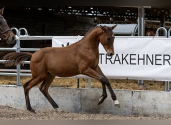 Koń trakeński, Wałach, 2 lat, Gniada